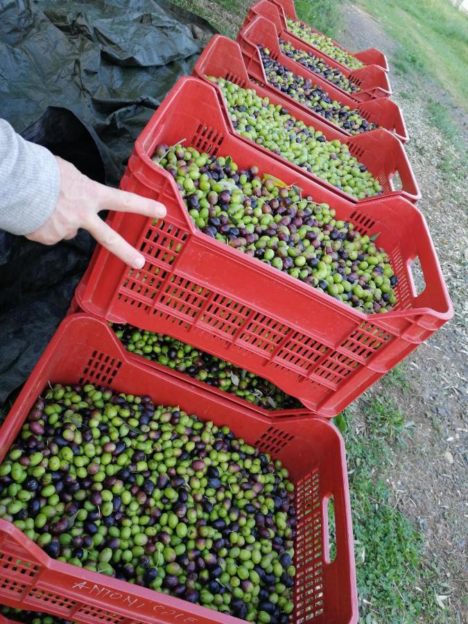 Il Podere Di Sole Roccastrada Ngoại thất bức ảnh
