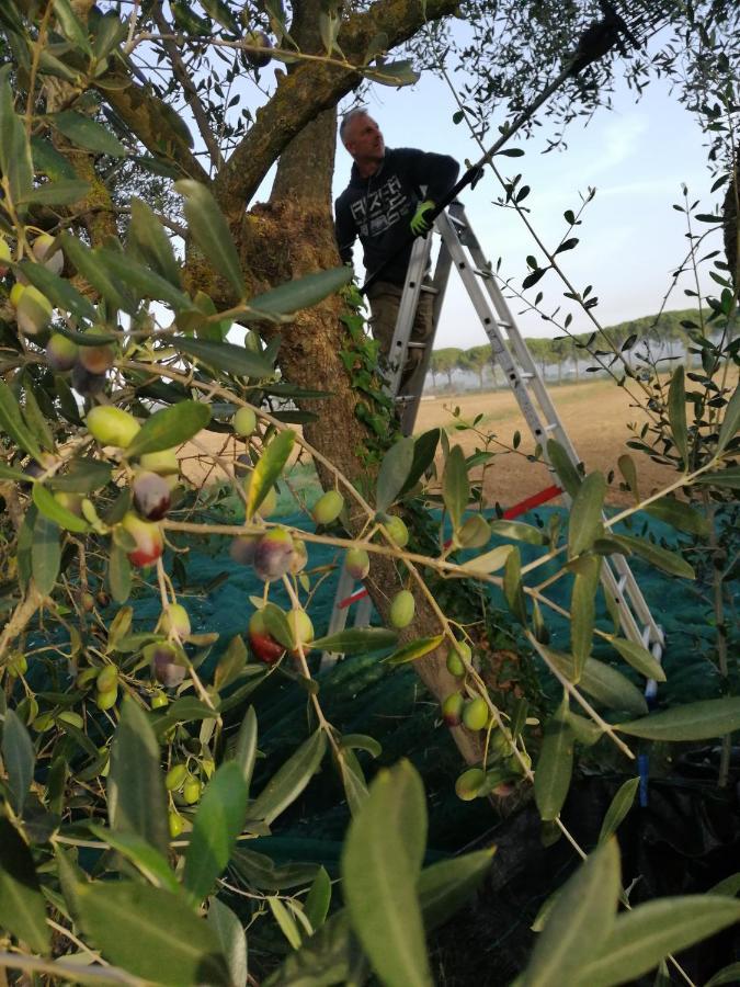 Il Podere Di Sole Roccastrada Ngoại thất bức ảnh